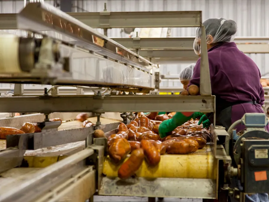 Workers on a food processing line